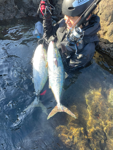 ワラサの釣果