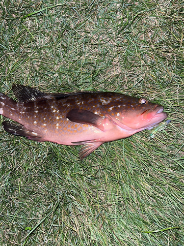 アコウの釣果