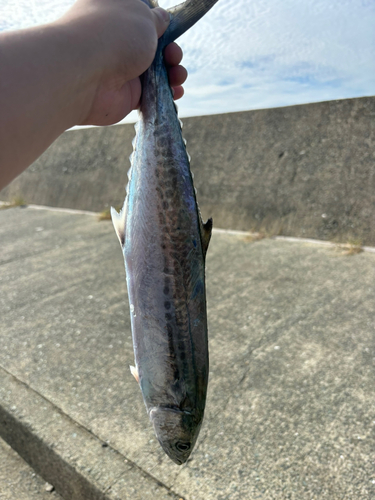 サゴシの釣果