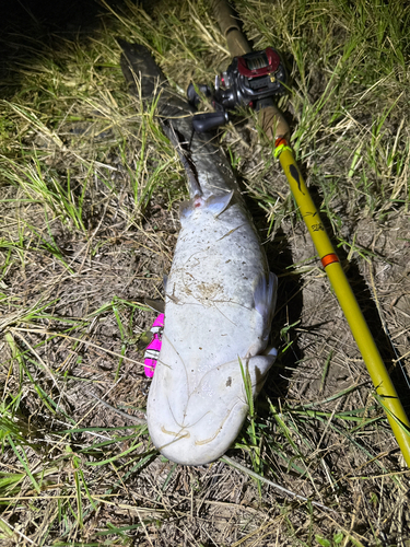 ナマズの釣果