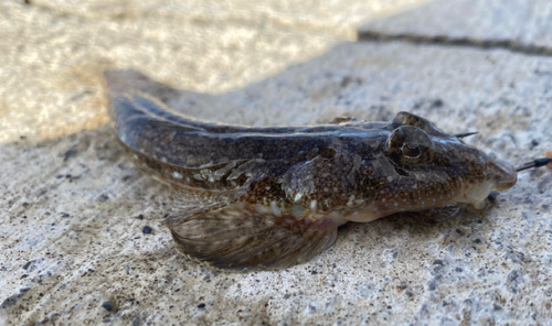 メゴチの釣果