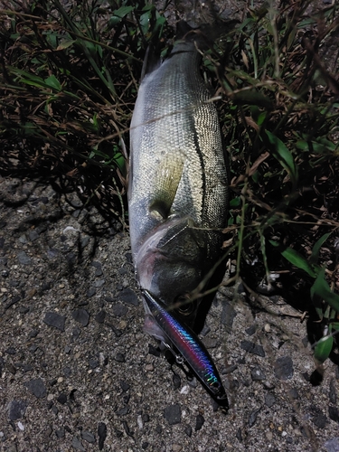 トウゴロウイワシの釣果