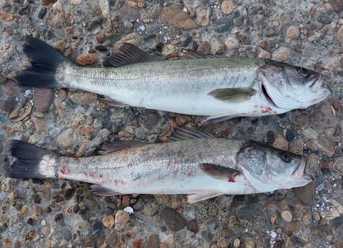 シーバスの釣果