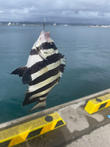 イシダイの釣果