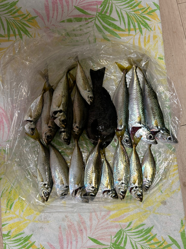 アジの釣果