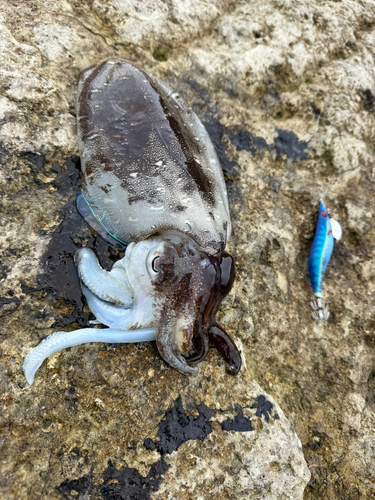 コウイカの釣果