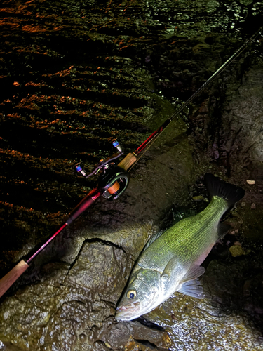 ヒラスズキの釣果