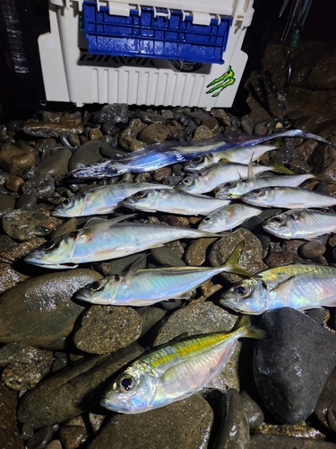 アジの釣果