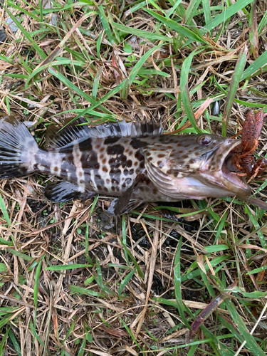 チャイロマルハタの釣果