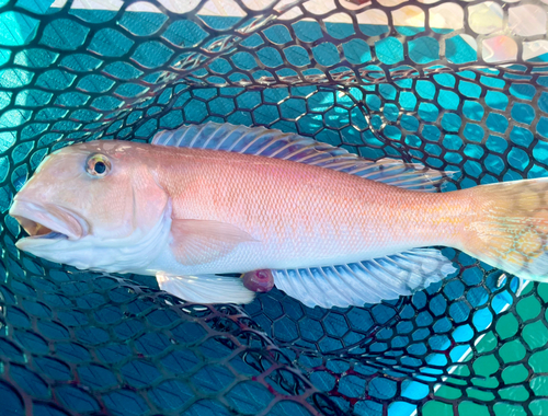 シロアマダイの釣果