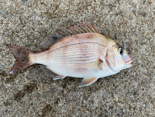 チダイの釣果