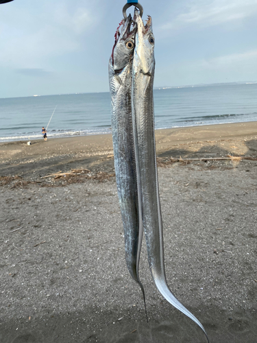 タチウオの釣果