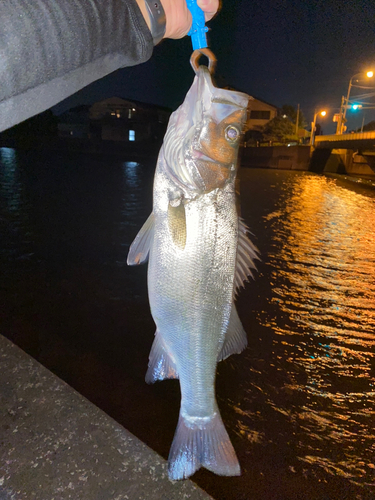 ヒラスズキの釣果