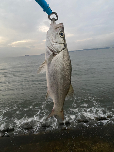 ヒラスズキの釣果