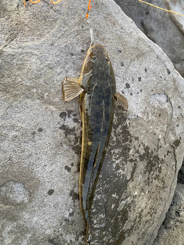 マゴチの釣果