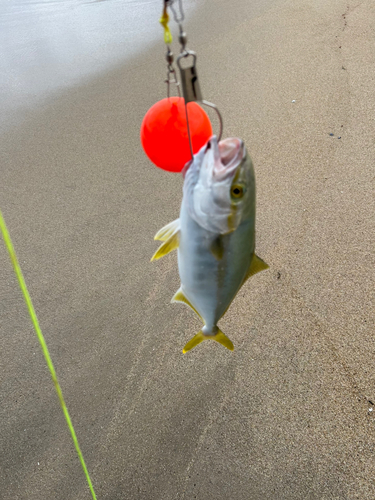 イナダの釣果