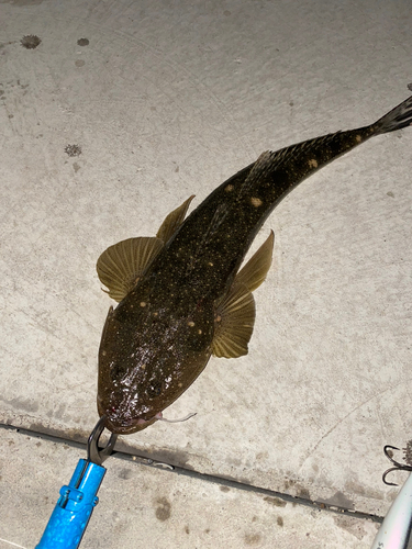 マゴチの釣果