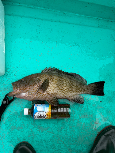 オオモンハタの釣果