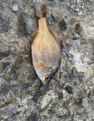 ウミタナゴの釣果