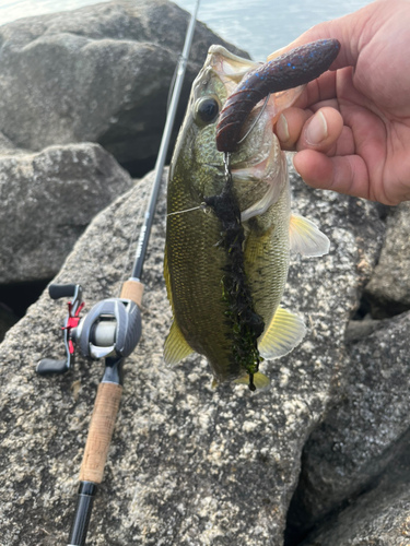 ブラックバスの釣果