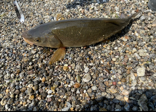 ニゴイの釣果