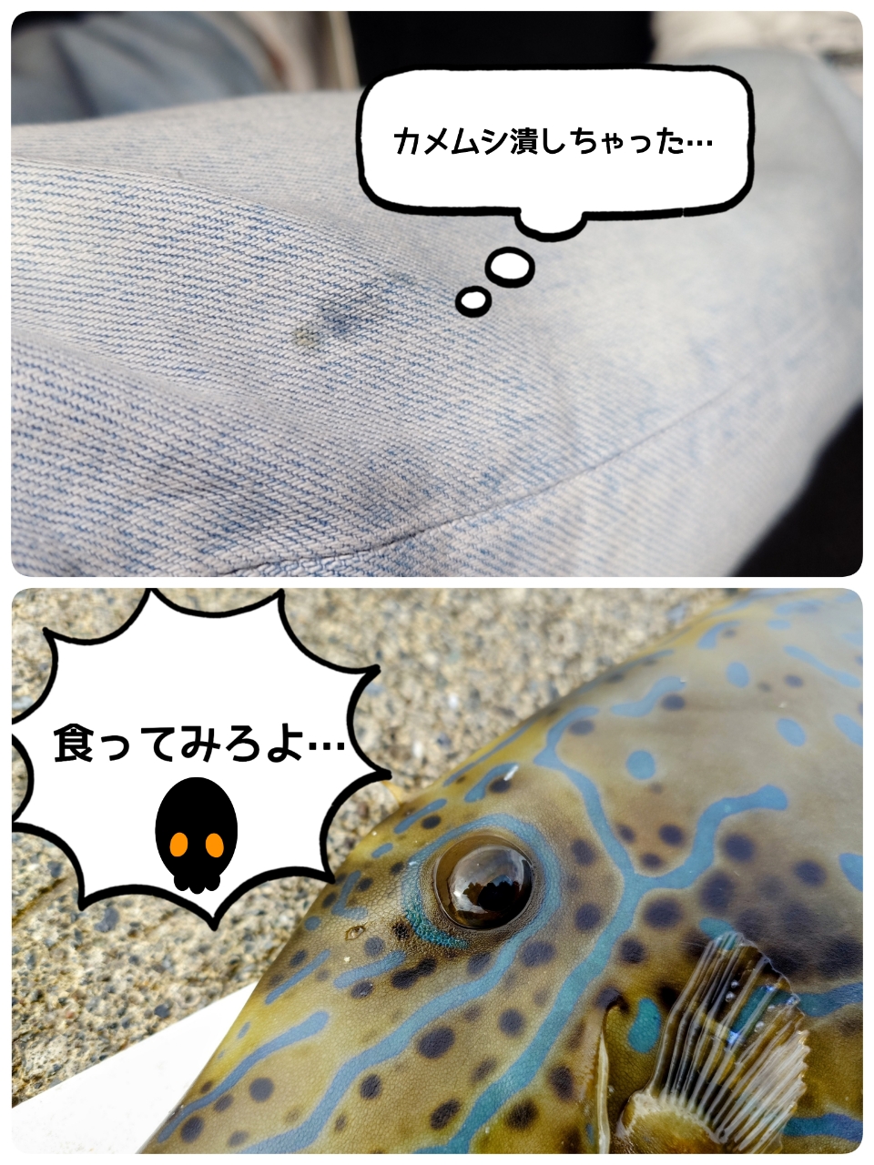 ソウシハギ