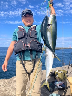 ハマチの釣果