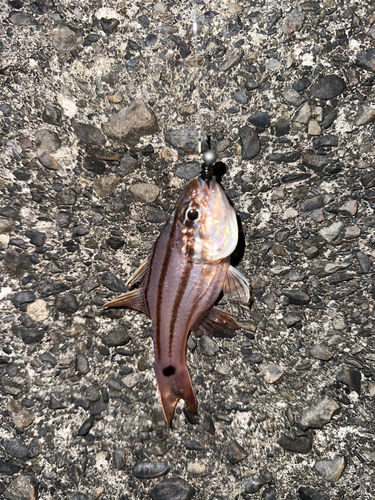 マゴチの釣果