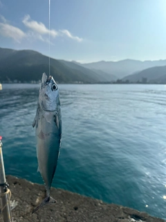 ソウダガツオの釣果