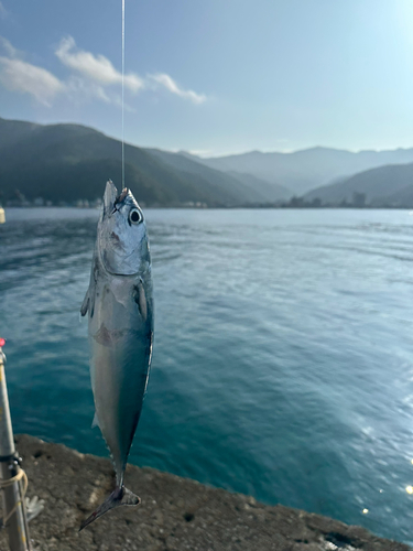 ソウダガツオの釣果