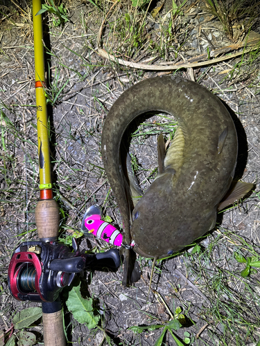 ナマズの釣果