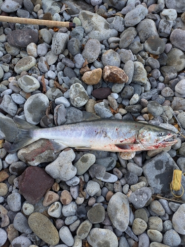 アキアジの釣果