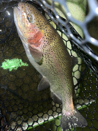 ニジマスの釣果