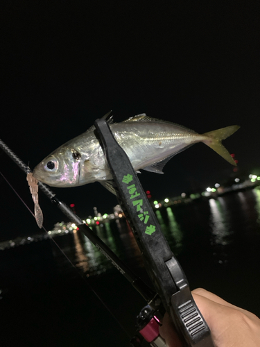 マアジの釣果