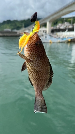 オオモンハタの釣果