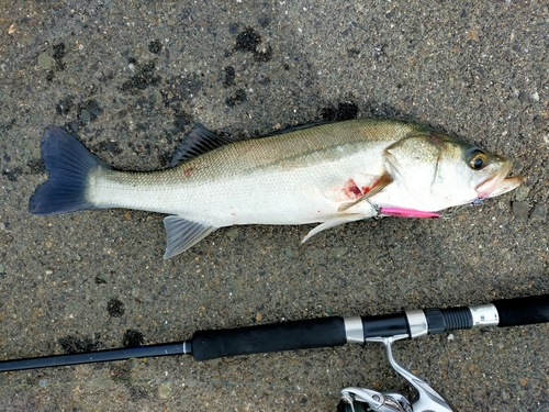 スズキの釣果