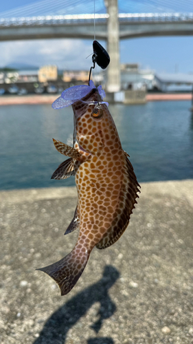 オオモンハタの釣果