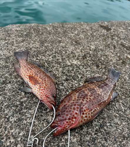 オオモンハタの釣果