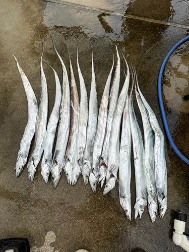 タチウオの釣果