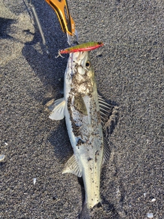 スズキの釣果