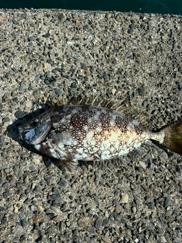 メジナの釣果