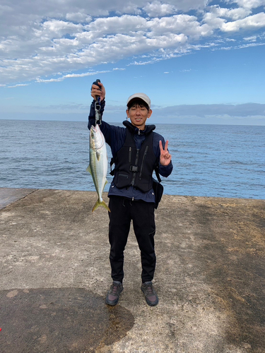 ハマチの釣果