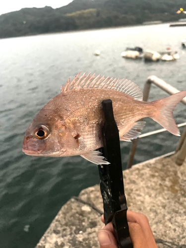 チャリコの釣果