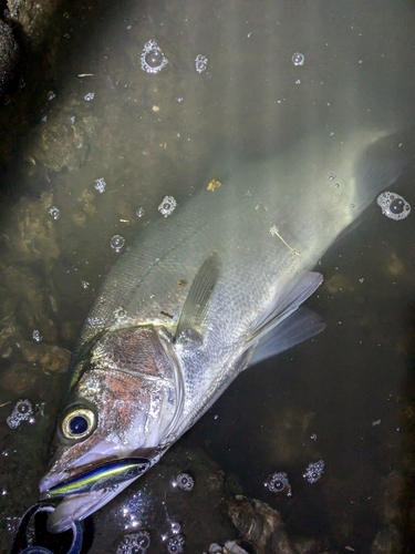 ヒラスズキの釣果