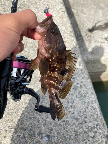 アコウの釣果