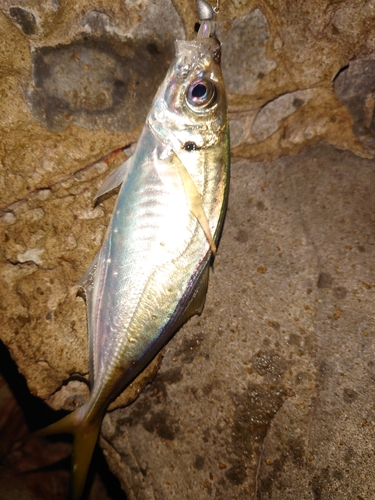 マアジの釣果