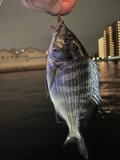 チンチンの釣果