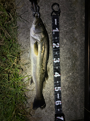 シーバスの釣果