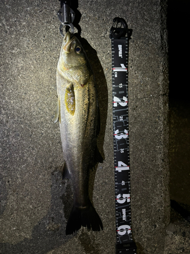 シーバスの釣果