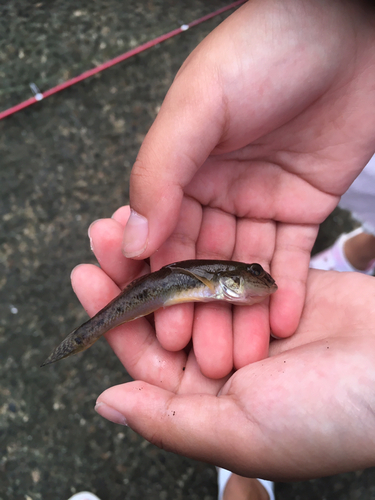 マハゼの釣果